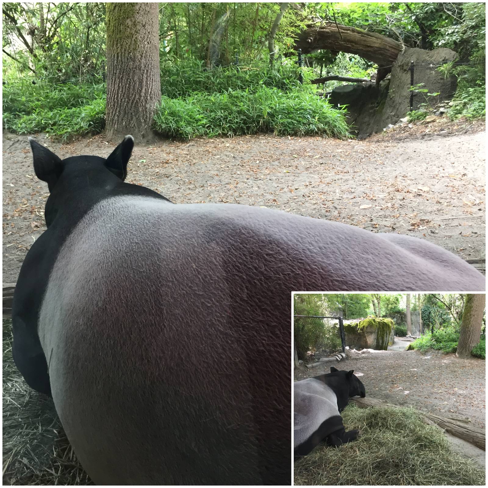 tapiir